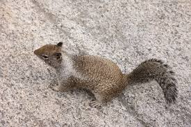 For 45 years or so i have read about the squirrel shooting in northern california. California Ground Squirrel