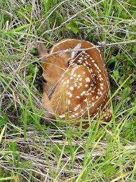 Why you should stay away from whitetail deer fawns | Bob Schuh