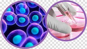 Stem cell Molecular biology Cell signaling, science transparent background  PNG clipart | HiClipart