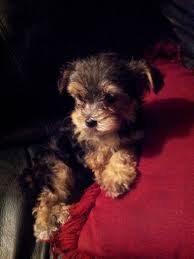 Maybe you would like to learn more about one of these? Toy Yorkie Poo Puppies M Taylor I Sure Wish I Had Been Financially Ready To Own A Puppy When I First Saw This As In Cute Little Puppies Cute Animals Puppies