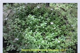 Image result for Bacopa monnieri