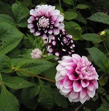 Image result for Dahlia sp. (cultivar)