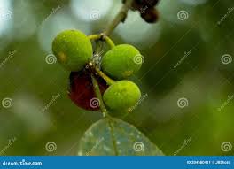 Image result for Ficus exasperata