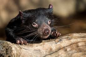 The animal has given its name to soccer teams after contraction of dftd, large tumours form around the afflicted devil's mouth, interfering with feeding and leading to starvation. The Devil S Contagious Cancer San Diego Zoo Wildlife Alliance