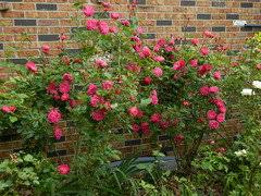 Maybe you would like to learn more about one of these? Does Anyone Grow John Cabot Rose