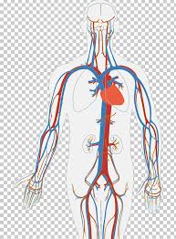 The human body is the structure of a human being.it is composed of many different types of cells that together create tissues and subsequently organ systems.they ensure homeostasis and the viability of the human body. Circulatory System Human Body Diagram Organ Heart Png Clipart Anatomy Arm Art Blood Blood Vessel Free