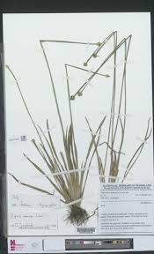 Image result for Xyris anceps