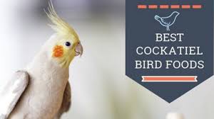 Cockatiel Bird Best Food Recipes Brands And Cockatiel Care