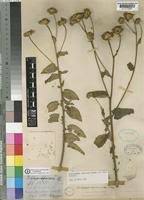 Image result for Anisopappus chinensis