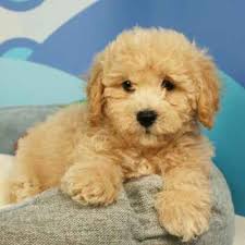Advice from breed experts to make a safe choice. Maltipoo Puppies Available In Phoenix Tucson Az Maltipoo Puppy Maltipoo Puppies For Sale Puppies