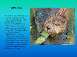 Au fost identificate 44 de specii de mamifere, din care cele mai numeroase exemplare sunt cele ale rozatoarelor si insectivorelor. Ppt Delta Dunarii Si Marea Neagra Powerpoint Presentation Free Download Id 3065946