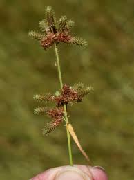 Image result for Fuirena ciliaris