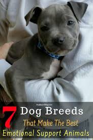 7 Dog Breeds That Make The Best Emotional Support Animals Dogspaceblog In 2020 Emotional Support Animal Dog Breeds Service Dogs Breeds