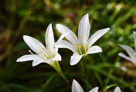 Pin On Native Plants