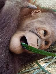 The bukit merah orang utan island (oui) foundation has been conducting behavioral and veterinary research on orangutans as an attempt in 2008, the bukit merah orang utan island foundation was established, which aimed to promote an effort for the ex situ conservation of orangutan's population. Program Reviews Volunteer Truth