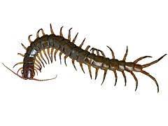The latest tweets from basement bugs (@basementbugs). Centipedes Millipedes Sowbugs And Pillbugs Canada Ca