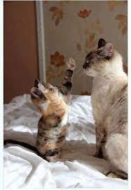a positively beautiful blog 2 cute cats cats baby animals