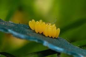 I did a presentation on a type of ladybug for insect class so i knew what their eggs looked like and was all wow those are ladybug eggs when i saw em, so yeah. 534 Ladybug Eggs Photos Free Royalty Free Stock Photos From Dreamstime