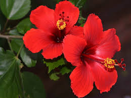 There are two main types of hibiscus: Caring For Hibiscus And How To Winter Them Indoors Ndsu Cass County Extension Horticulturist Don Kinzler