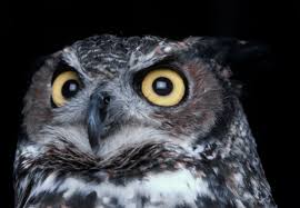 Barn owl hooting while another one answers back. Night Sounds Owls Missouri Department Of Conservation