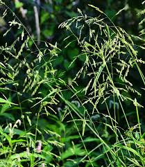 Image result for Leersia