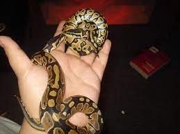 My Baby Female Normal And Male Pastel Ball Python Ball Python Ball Python Morphs Python