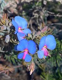 Image result for Gomphocarpus semilunatus