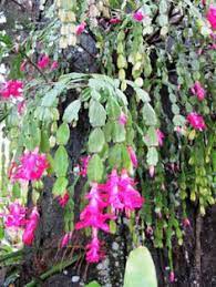 Here's how to grow christmas cactus during it's blooming period & after. 21 Christmas Cactus Schlumbergera Ideas Christmas Cactus Cactus House Plants