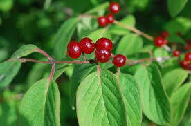 Sträucher mit roten beeren sind gartenschmuck und natürliches futter für tiere im garten. Botanikus Heckenkirsche Rote