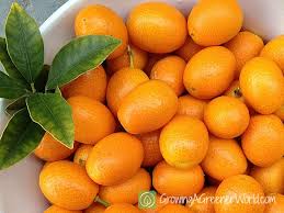 1 pound kumquats cut in half lengthwise. Kumquat Marmalade And Canning Tips Growing A Greener World