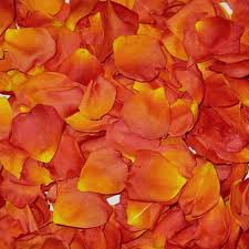 Flower Petals Bulk Pricing Rose Petals Wedding Dried Rose Petals Rose