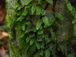 Image result for Didymoglossum