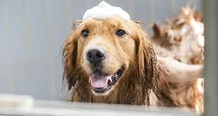 It is a huge, puffy, lovable friend with abundant character. How To Get Your Dog To Love Bath Time Cesar S Way
