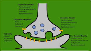 The Dopamine Hypothesis Of Bipolar Affective Disorder The