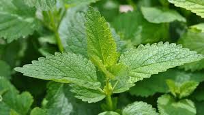 Minze Ernten In 2020 Minze Ernten Minze Tomaten Nachreifen Lassen