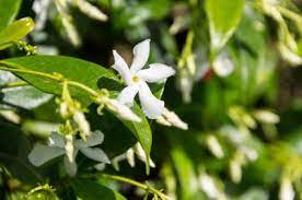 Make sure you know the scientific as well as common name of your plant to be sure it is not toxic. Growing Star Jasmine Lovetoknow