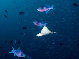 The southern eagle ray (myliobatis goodei), sometimes known as the southern eagle fish or the rockfish, is a ray species in the family myliobatidae. Maledives Spotted Eagle Ray Aetobatus Narinari And Fishes Stockphoto