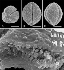 Image result for Hirpicium gracile