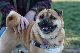 Black And Tan Shiba Inu Mix Sightings Two Pug Mixes Shiba Inu Mix Pug Mix Shiba Inu