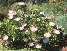 Image result for Protea madiensis