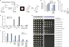 It is sold in the united states as a dietary supplement. Defining Intermediates And Redundancies In Coenzyme Q Precursor Biosynthesis Journal Of Biological Chemistry