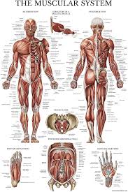 When you are taking anatomy and physiology you will be required to identify major muscles in the human body. Muscular System Anatomical Poster Laminated Muscle Anatomy Chart Double Sided 18 X 27 Amazon Co Uk Stationery Office Supplies