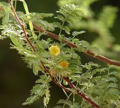 Image result for Acacia hockii
