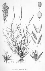 Image result for Sporobolus molleri