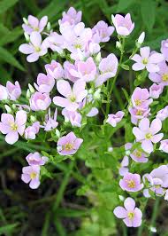 Image result for Saintpauliopsis lebrunii