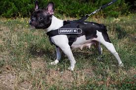 Fortunately, with a little patience, kindness and practice, your. Nylon Dog Harness For French Bulldog Training
