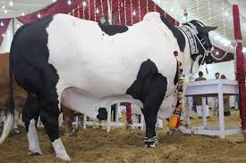 Best qurbani cow for qurbani 2013 on bakra eid. Cow Mandi 2018 Bakra Eid Cows Collection Caretofun