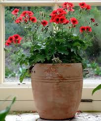 Fulfilled and sold by thompson & morgan. Pot Plant Potted Geraniums Red Geraniums Plants