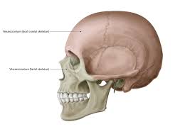 They range in size from the tiniest found in the middle ear, to the largest that forms our thigh.the human body has an amazing array of different bones, many of which you can find on yourself or on a skeleton. Skull Amboss