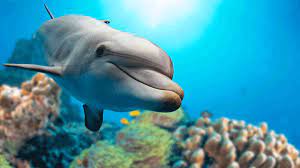 Striped dolphin striped dolphin rough toothed. Quiz Dazzling Dolphin Quiz Cbbc Bbc
